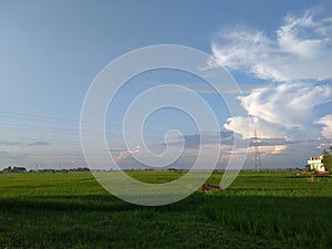 Amazing sky with clouds and greeny rice plants plants