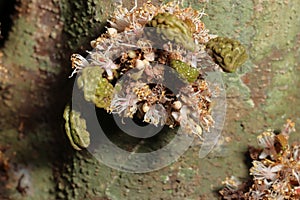 Nature flowers of growth from the tree trunk