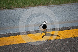 Amazing small gray bird wagtail stay on  the yellow dividing line