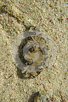Amazing small sea creature Doriprismatica cyanomarginata is species of sea slug, dorid nudibranch, shell-less marine gastropod