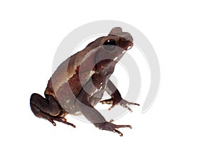 Amazing Smooth-sided toad isolated on white background