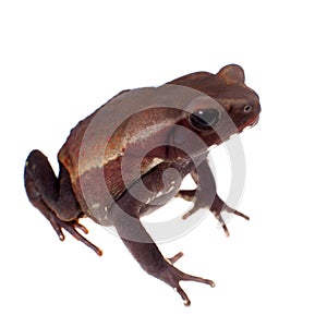 Amazing Smooth-sided toad isolated on white background