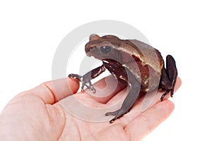 Amazing Smooth-sided toad isolated on white background