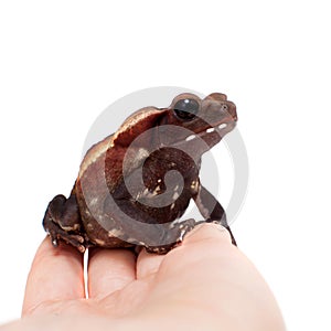 Amazing Smooth-sided toad isolated on white background