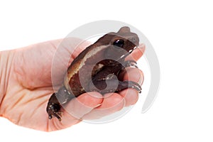 Amazing Smooth-sided toad isolated on white background