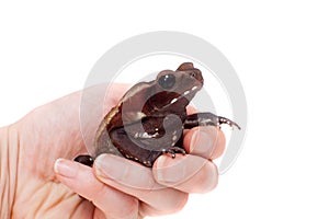 Amazing Smooth-sided toad isolated on white background