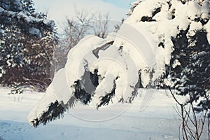 Amazing snow covered spruces after strong snowfall