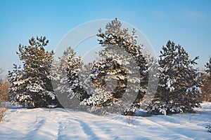 Amazing snow covered spruces after strong snowfall