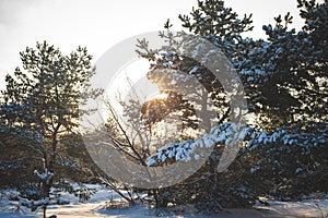 Amazing snow covered spruces after strong snowfall