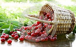 Amazing sour cherries