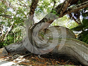 Amazing South Florida Kapok Tree