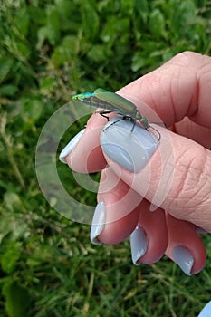 Amazing Spanish fly in summer day