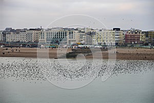 Amazing spectacle of starlings birds murmuration flying over sea