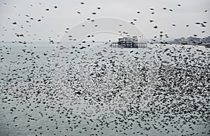 Amazing spectacle of starlings birds murmuration flying over sea