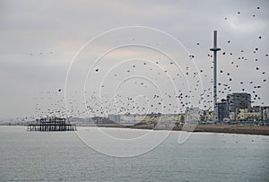 Amazing spectacle of starlings birds murmuration flying over sea