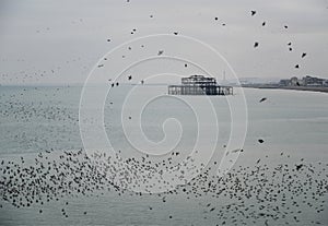 Amazing spectacle of starlings birds murmuration flying over sea