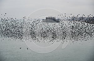 Amazing spectacle of starlings birds murmuration flying over sea