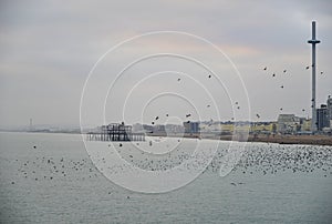 Amazing spectacle of starlings birds murmuration flying over sea