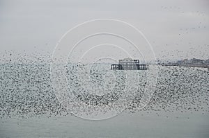 Amazing spectacle of starlings birds murmuration flying over sea