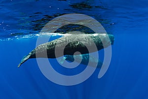 Amazing Sperm whales swimming in ocean near Mauritius