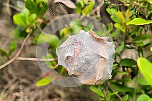 Amazing spider nest cocoon