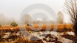 Amazing Spooky Winter Landscape