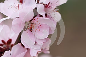 Amazing spring blossom. Closeup view of cherry tree with beautiful pink flowers on color background, space for text