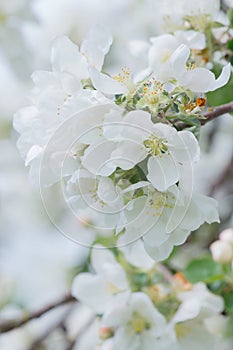 Amazing spring blossom of white apple tree branch