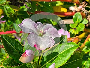 Amazing spring flower in the meadow
