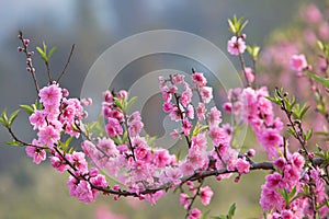 Amazing spring flower in Vietnam