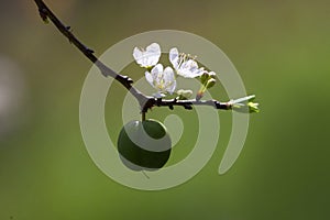 Amazing spring flower in Vietnam