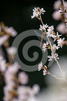 Amazing spring flower in Vietnam