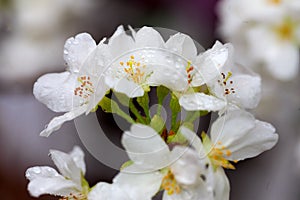 Amazing spring flower in Vietnam