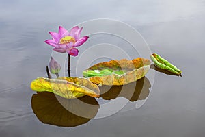 Amazing spring flower in Vietnam