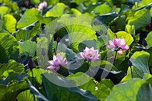 Amazing spring flower in Vietnam