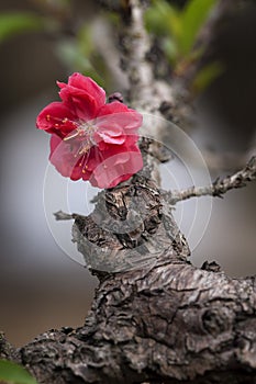 Amazing spring flower in Vietnam