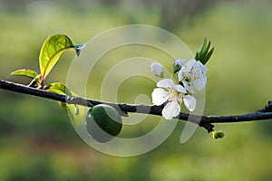 Amazing spring flower in Vietnam