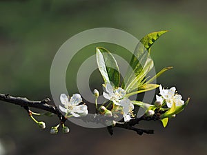 Amazing spring flower in Vietnam