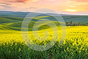 Amazing spring fresh landscape of colorful fields