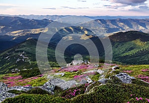 Amazing spring mountain scenery. A lawn covered with flowers of pink rhododendron. Natural landscape with beautiful sky.