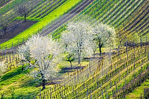 Amazing spring rural landscape with blossoming cherry trees and rows of young vineyards during sunny day. Czech republic european