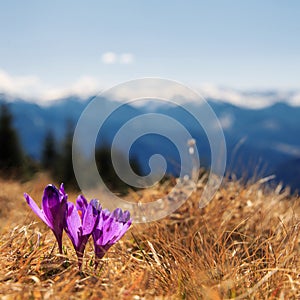 Amazing spring scenery. View of magic blooming spring flowers crocus growing in wildlife. Purple crocus growing from earth outside