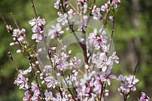 Amazing springtime in garden with blossoms and small fresh green leaves of peach tree branches