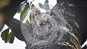 Amazing squirrel is roaming in the deep green forest