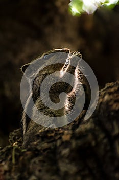 Amazing squirrel is roaming in the forest