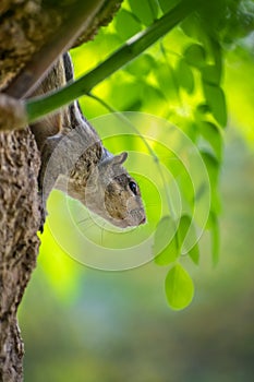 Amazing squirrel is roaming in the forest