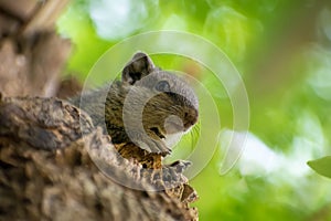 Amazing squirrel is roaming in the forest