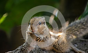 Amazing squirrel is roaming in the forest