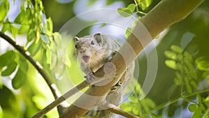 Amazing squirrel is roaming in the forest