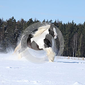 Amazing stallion of irish cob running in winter